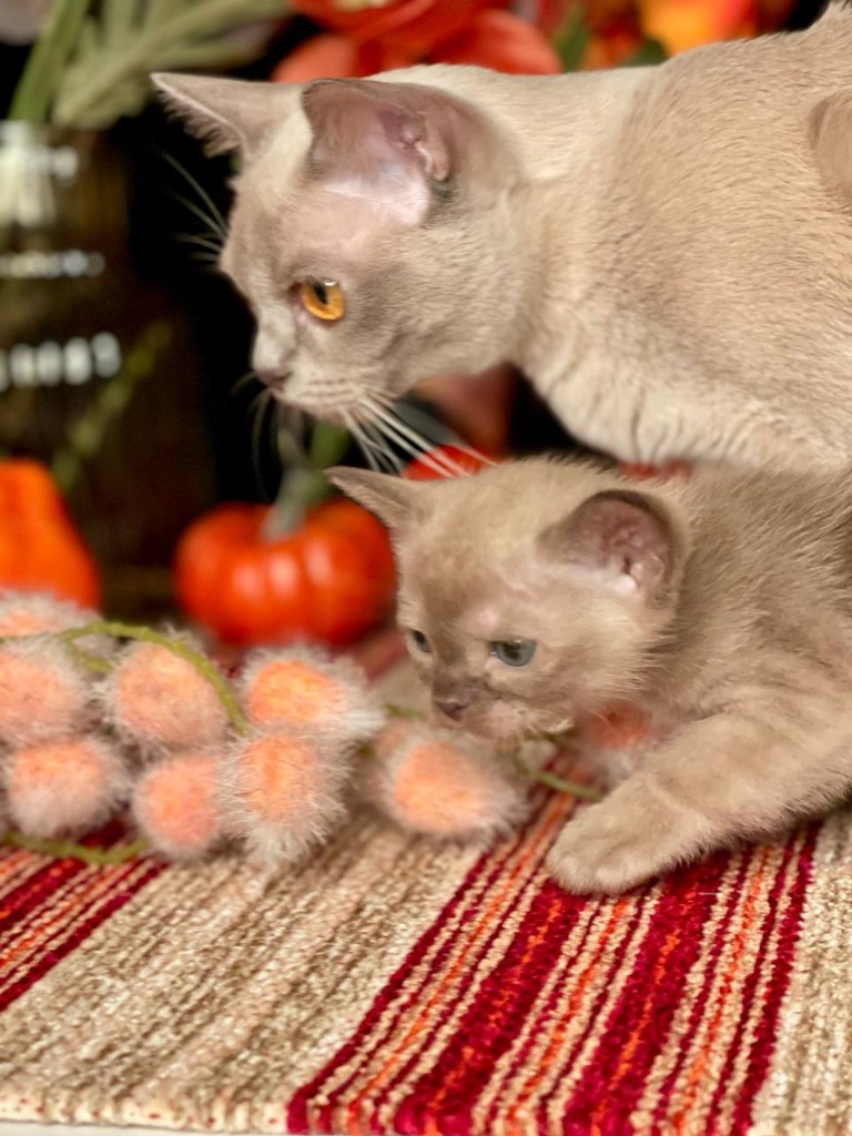 Бурманская кошка с котенком