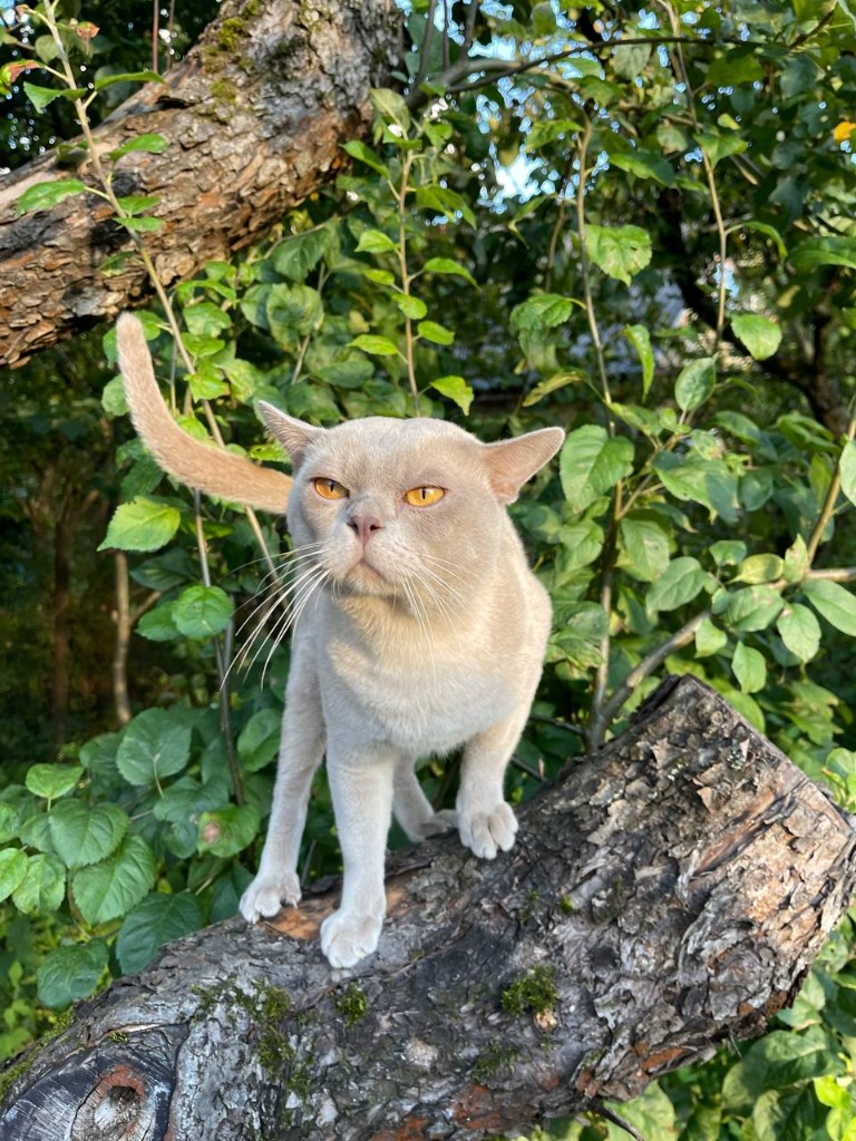 Бурманская кошка на дереве